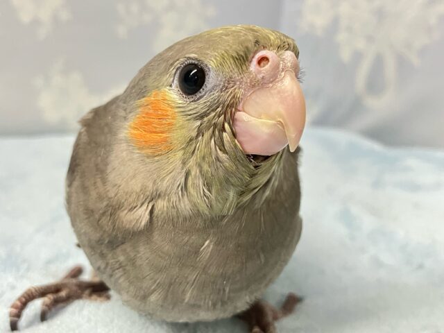 ✨最新画像✨グレーに秘めたみかんほっぺ〜🍊🫶⸒⸒オカメインコ(ノーマル2024年8月生まれ)