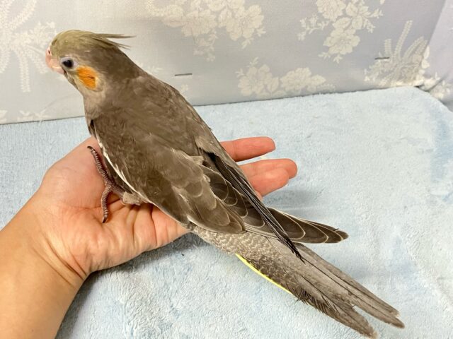 オカメインコ