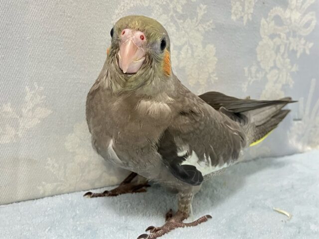 オカメインコ