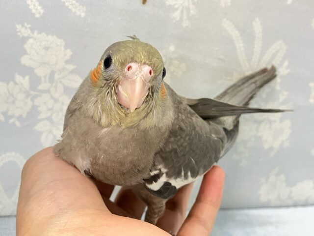 オカメインコ