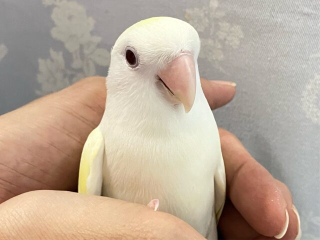 なめらか〜なクリームカラー🌼*･コザクラインコ(ターコイズグリーンイノ) A 2023年4月生まれ