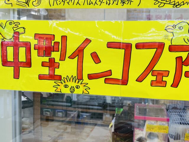 10月末まで延長決定‼︎中型インコフェアーやってるよ〜☆