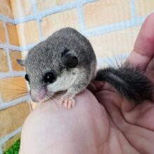 もっちりむっちり♡アフリカヤマネがやってきた！