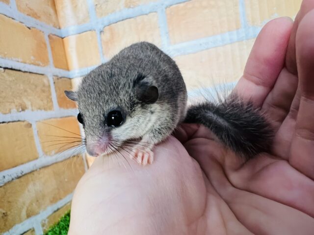 もっちりむっちり♡アフリカヤマネがやってきた！