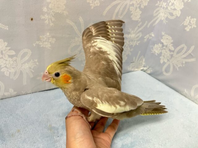 オカメインコ