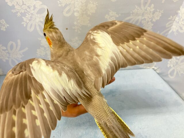 オカメインコ