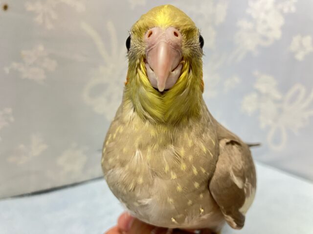 オカメインコ