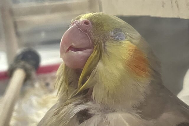 オカメインコ