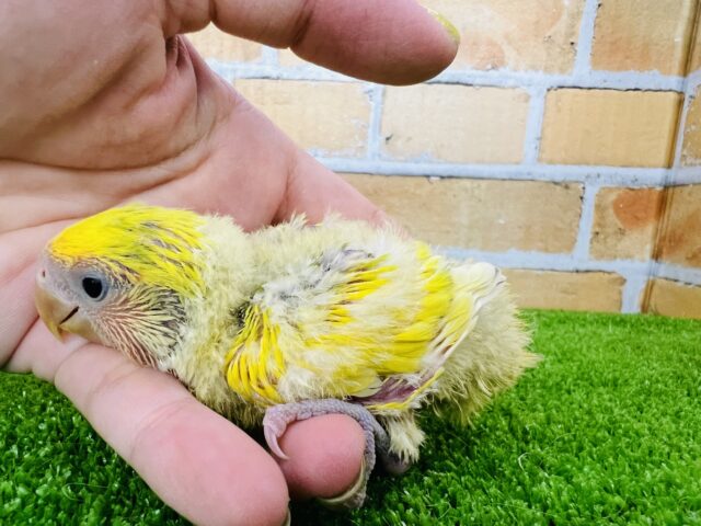 コザクラインコ（小桜インコ）