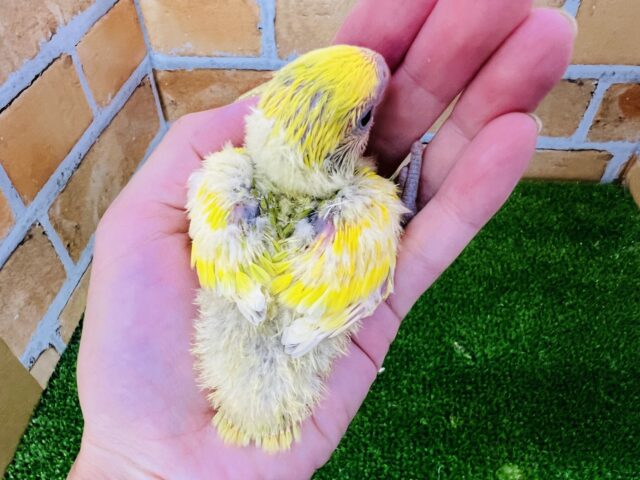 コザクラインコ（小桜インコ）