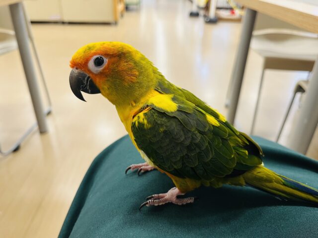 コガネメキシコインコ