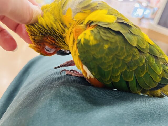 コガネメキシコインコ