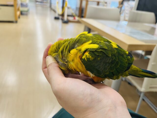 コガネメキシコインコ