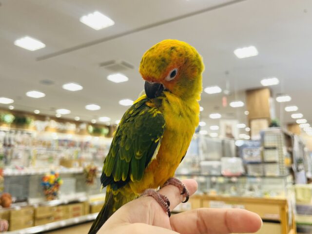 コガネメキシコインコ