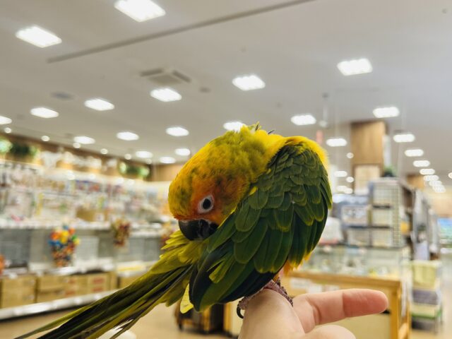 コガネメキシコインコ