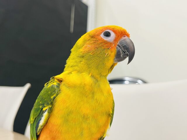 コガネメキシコインコ