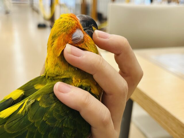 コガネメキシコインコ