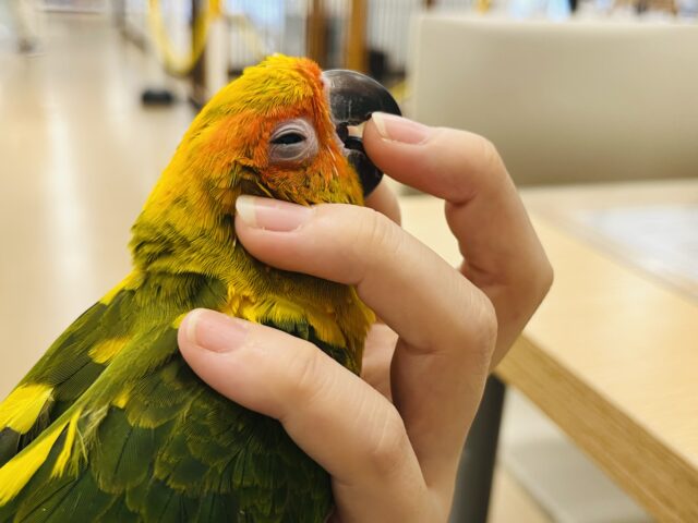 コガネメキシコインコ