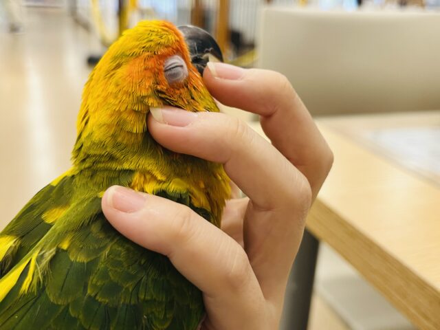 コガネメキシコインコ