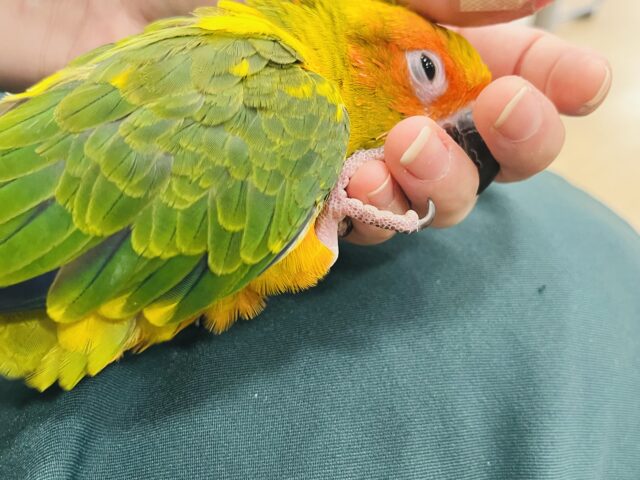 コガネメキシコインコ