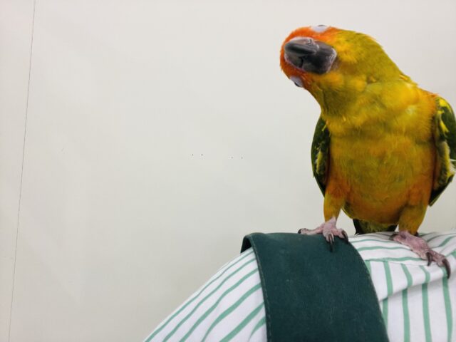 コガネメキシコインコ