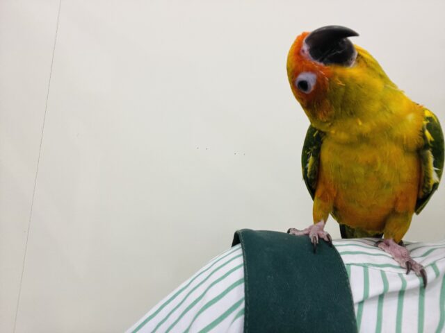 コガネメキシコインコ