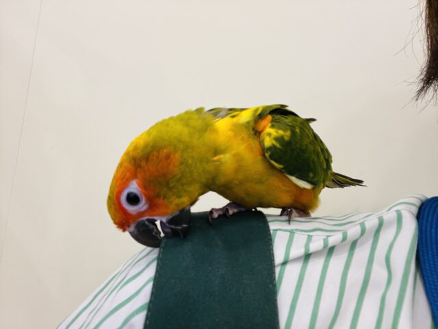 コガネメキシコインコ