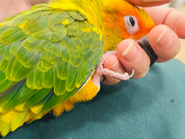 【最新画像更新🪄】甘々♡甘え方が可愛い子♡コガネメキシコインコ ヒナ