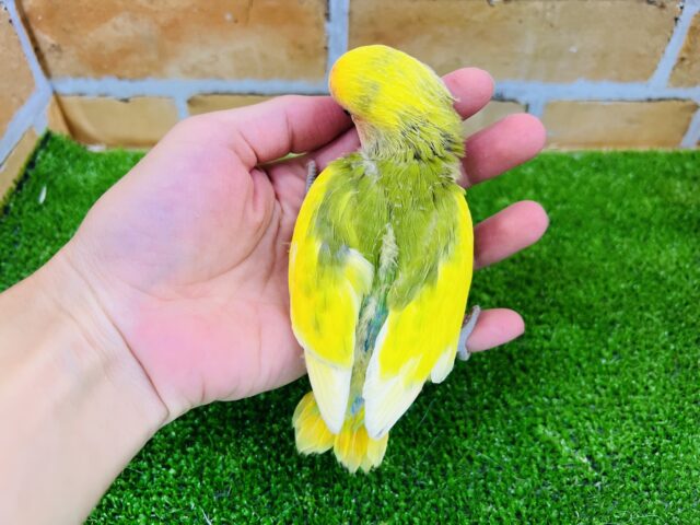 コザクラインコ（小桜インコ）