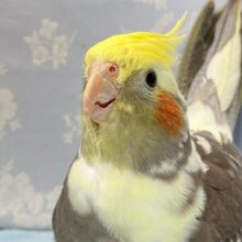 モフモフたまらん💛‎🤍オカメインコ(パイド) 2024年3月生まれ