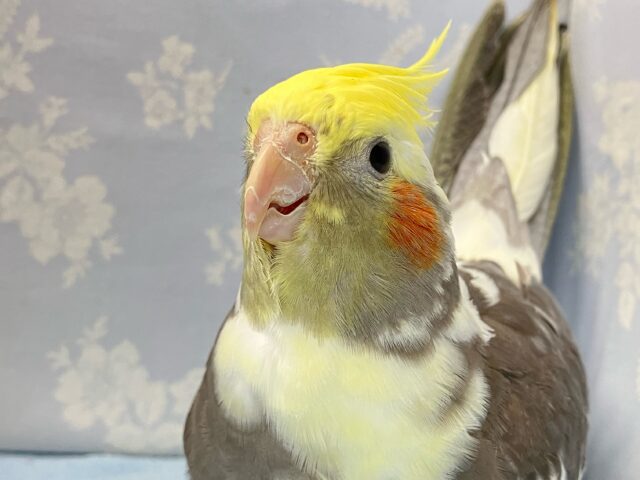 モフモフたまらん💛‎🤍オカメインコ(パイド) 2024年3月生まれ