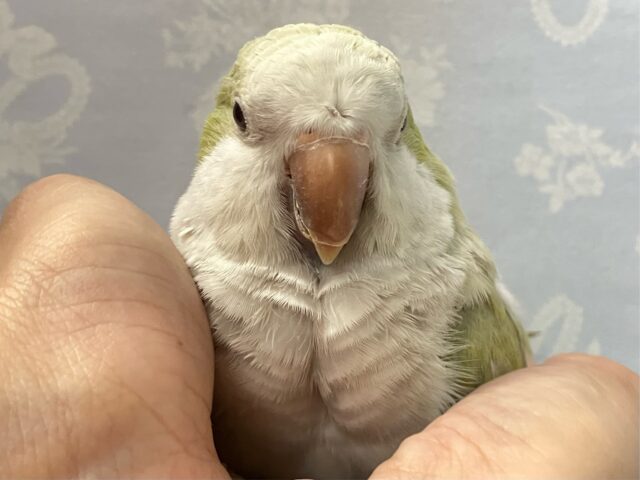 オキナインコ