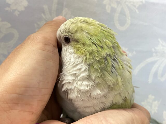 オキナインコ