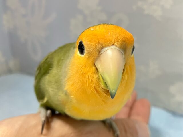 ✨️最新画像✨️みかんフェイスっ🍊⸒⸒コザクラインコ(2024年3月生まれ)