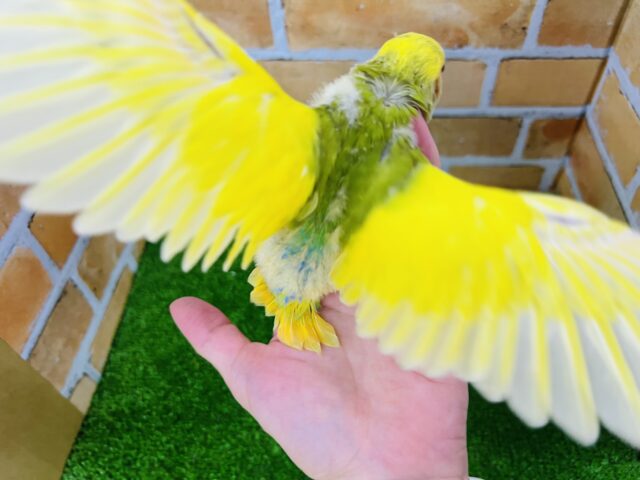 コザクラインコ（小桜インコ）