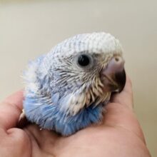 秋の訪れ？うろこ雲模様のセキセイインコ〜