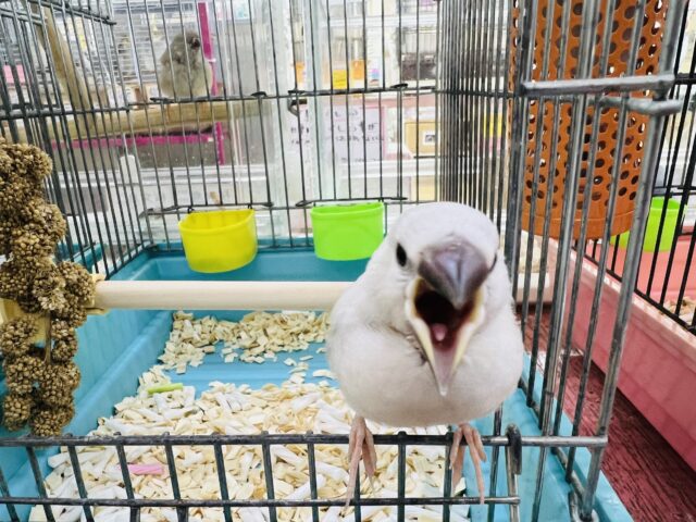 シルバー文鳥