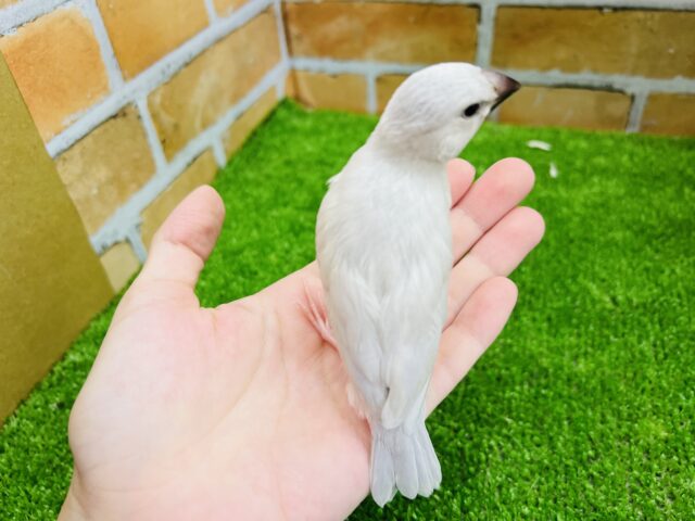 シルバー文鳥