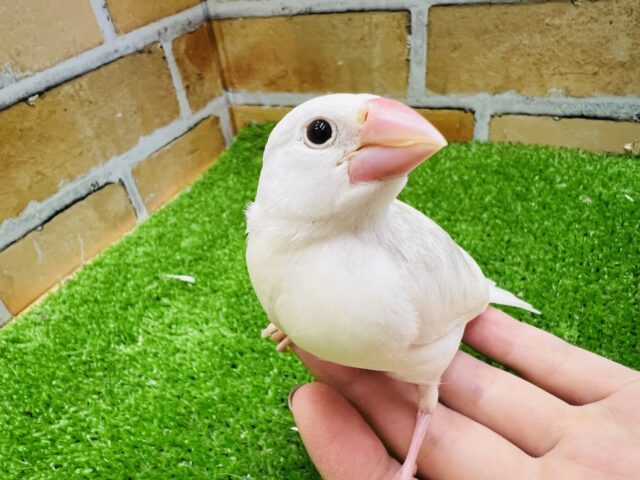 画像更新☆やって来てくれました✨白文鳥のヒナ入荷しました❤