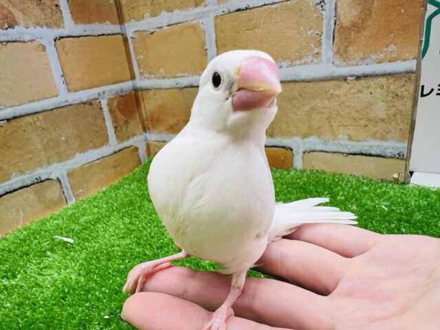 白文鳥