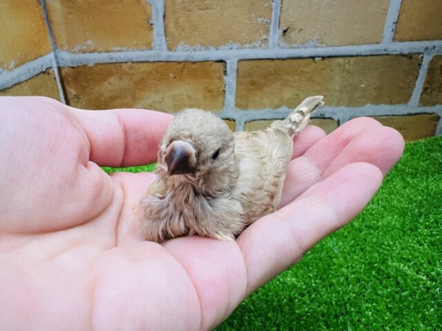 錦花鳥（キンカチョウ）