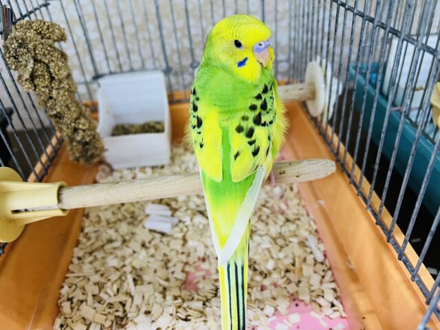 セキセイインコ