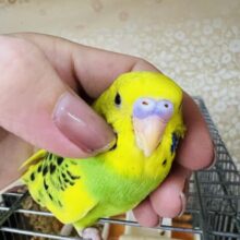 ほっぺがツボ♡セキセイインコ（グリーンパイド）