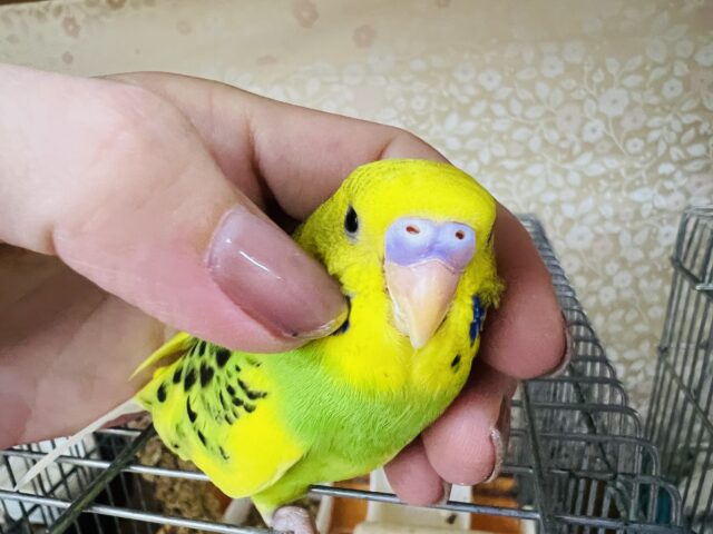 ほっぺがツボ♡セキセイインコ（グリーンパイド）