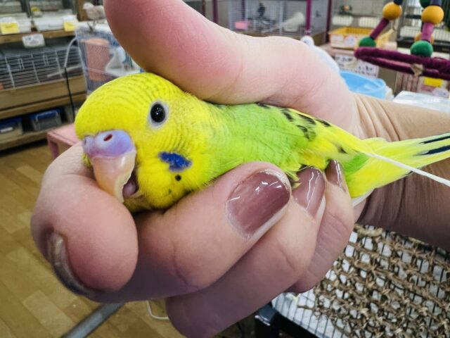 セキセイインコ