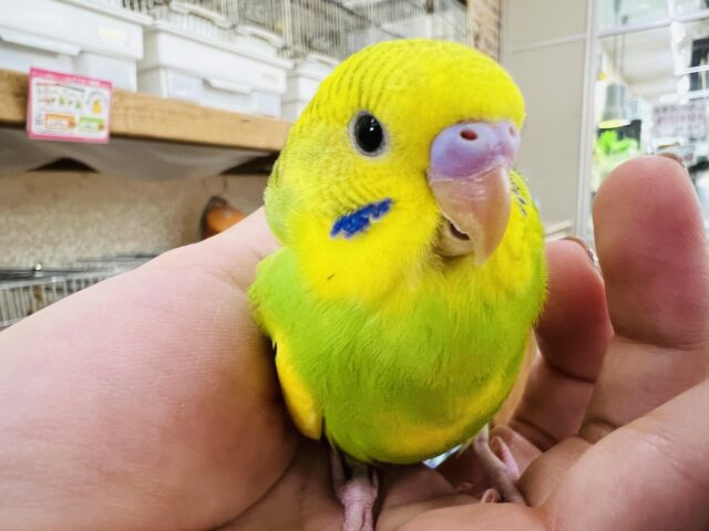 セキセイインコ