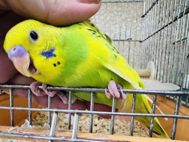 セキセイインコ