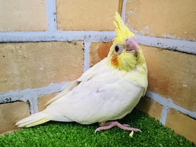 オカメインコ