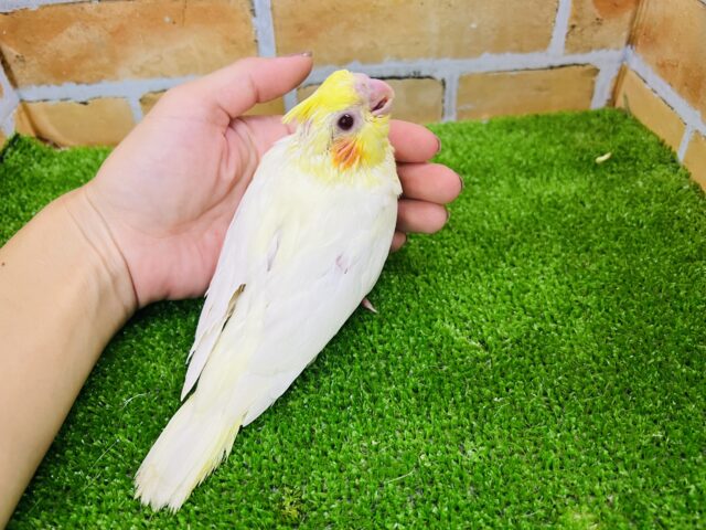 オカメインコ