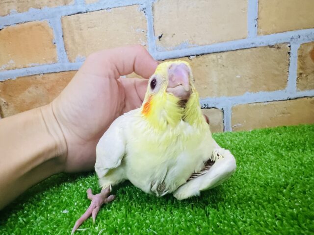 オカメインコ